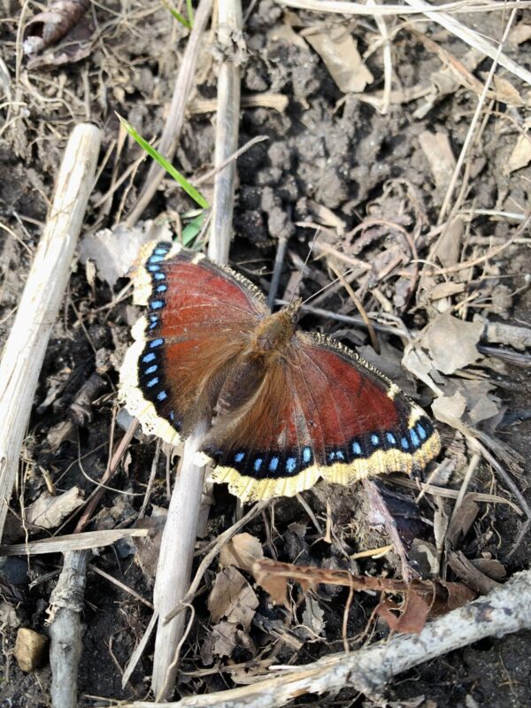 Keep your party skirt on