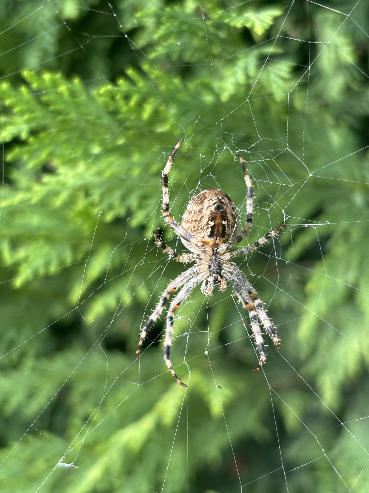 Fallen leaves and soaring skies